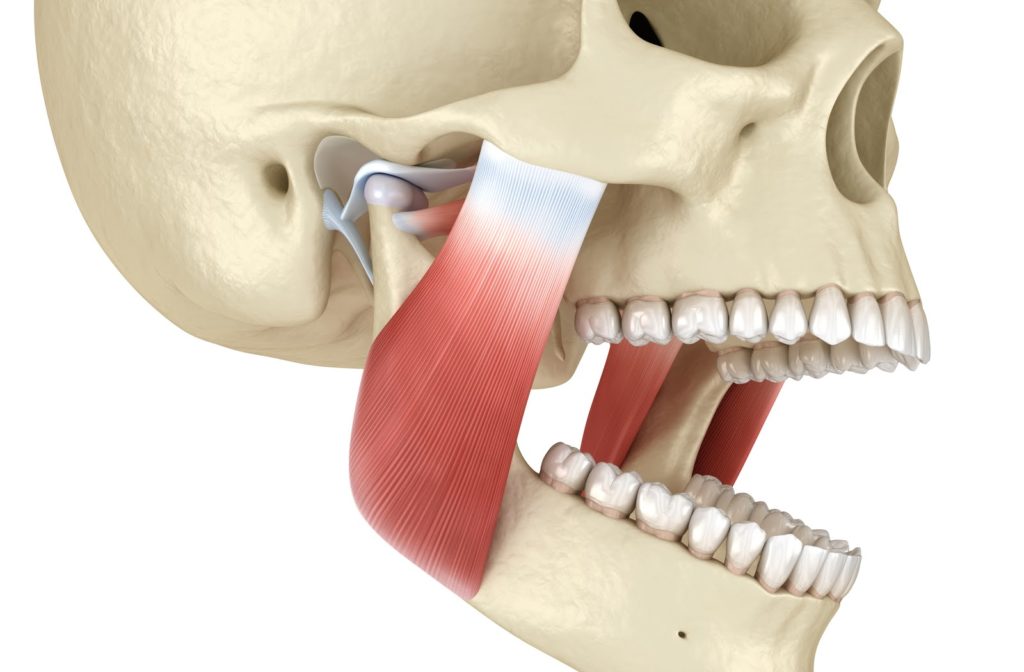 Rendering of temporomandibular joint connecting human skull to open jawbone
