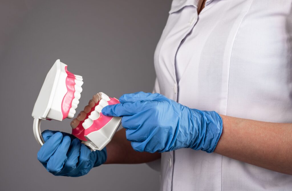 Person's hands with blue doctor gloves and a white lab coat holds an anatomically correct model of a human jaw for educational purposes.