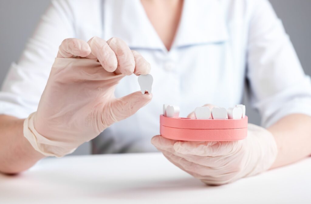 A dentist holds a dental model with a tooth gap in 1 hand, and in the other, holds the tooth that is missing.