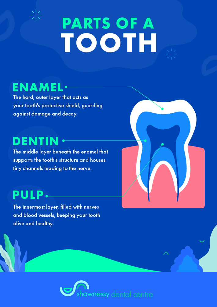 Infographic outlining the different parts of a tooth.